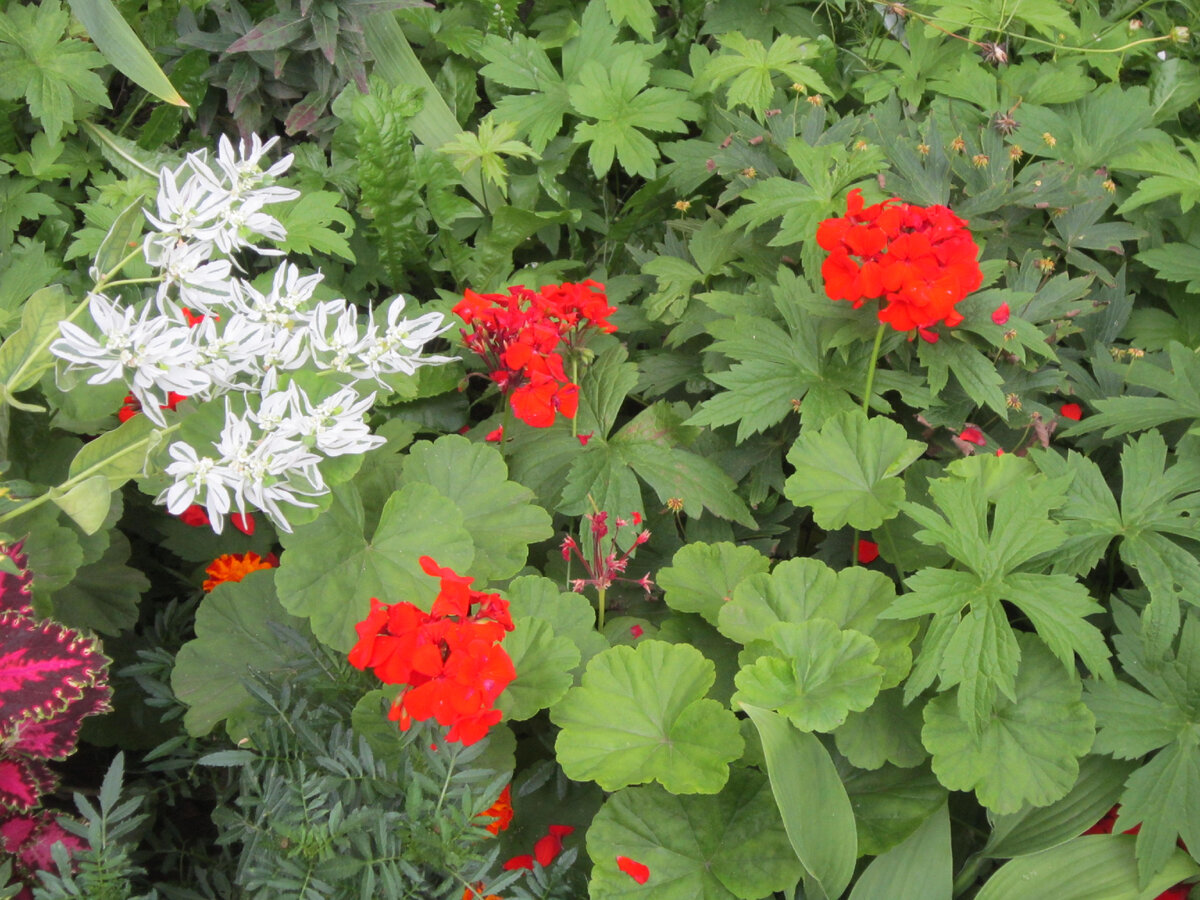 И этот красный сорт заговорен, что ли с момента своего создания. Не фокусируется камера на нём, и всё. Сколько ни снимала красную герань, всё расплывчато. Листайте... 