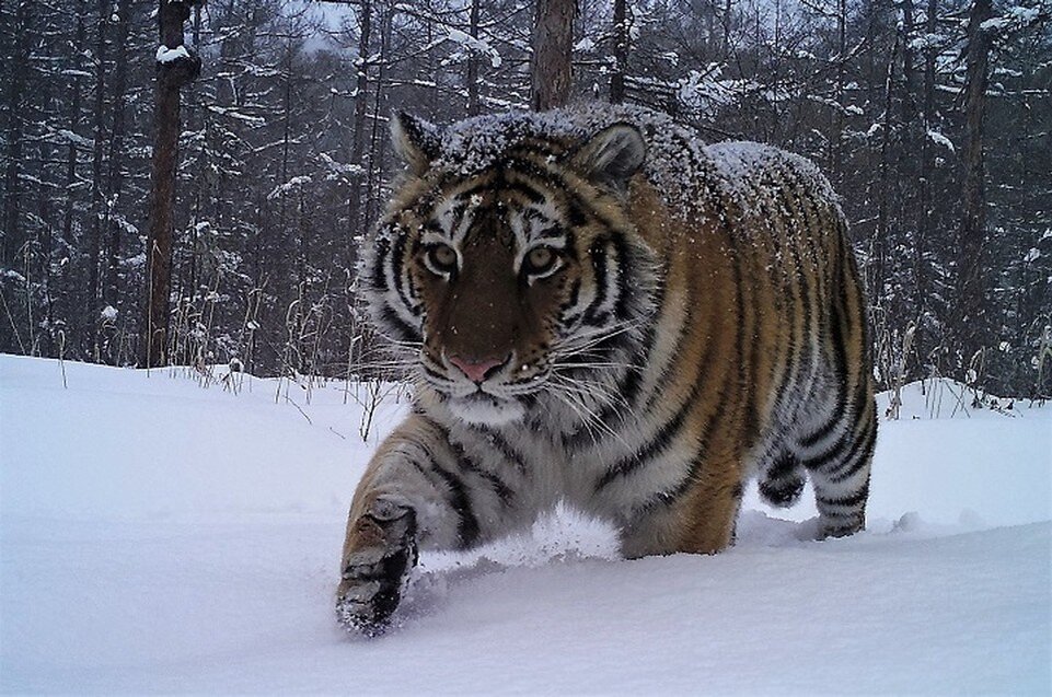     Обитатель Анюйского национального парка  ФГБУ "Заповедное Приамурье"