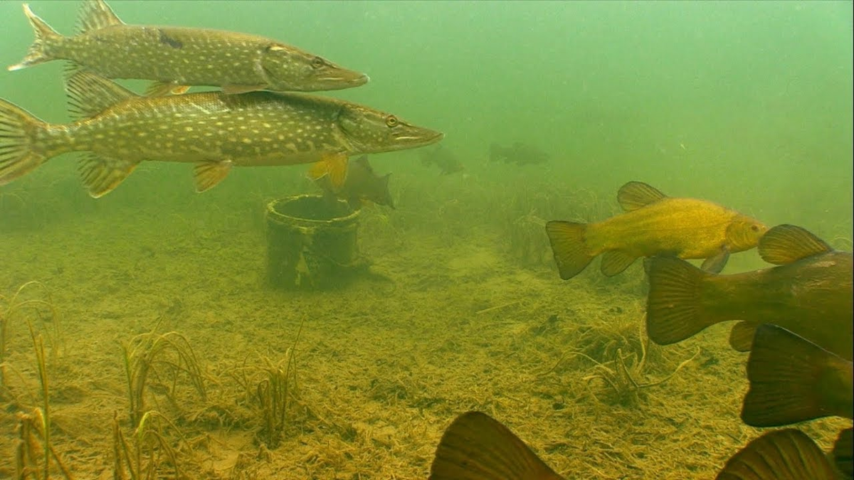 Подводные заросли убежище для животных пресного водоема. Подводный мир реки Волга. Щука Озерная. Речная рыба под водой. Щука под водой.