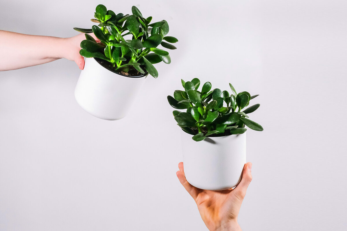     Как вырастить в домашних условиях денежное дерево?