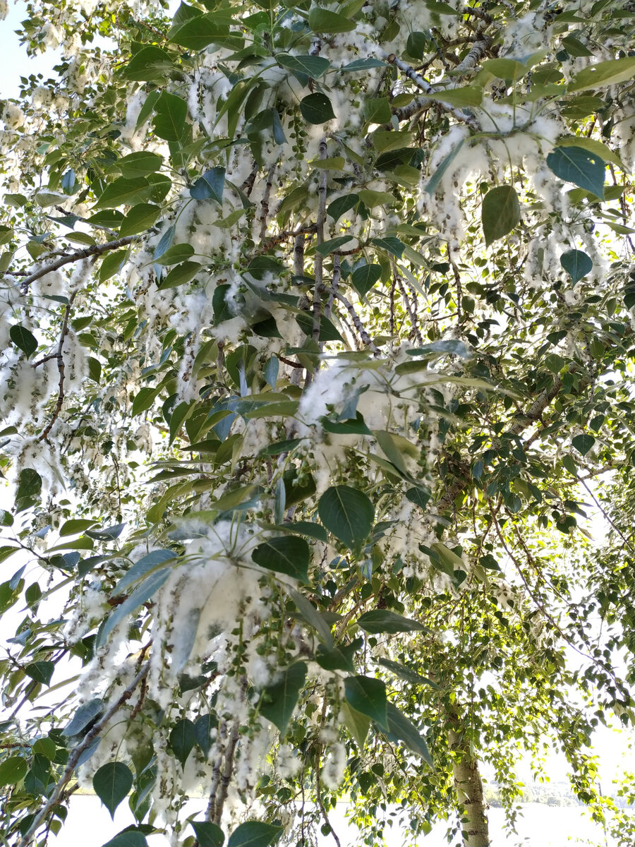 Фото автора. Парк имени 850-летия Москвы