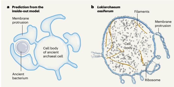 Модель формирования эукариотической клетки – путем слияния  археи и бактерии. Визуализации одного из типов клеток – археи Локиархеум.