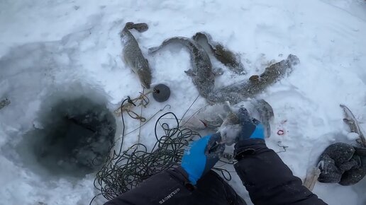 Это не диалоги о рыбалке последнее дзен. Налим Енисей. Рыбалка на севере. Енисей перемет. Енисей на севере.