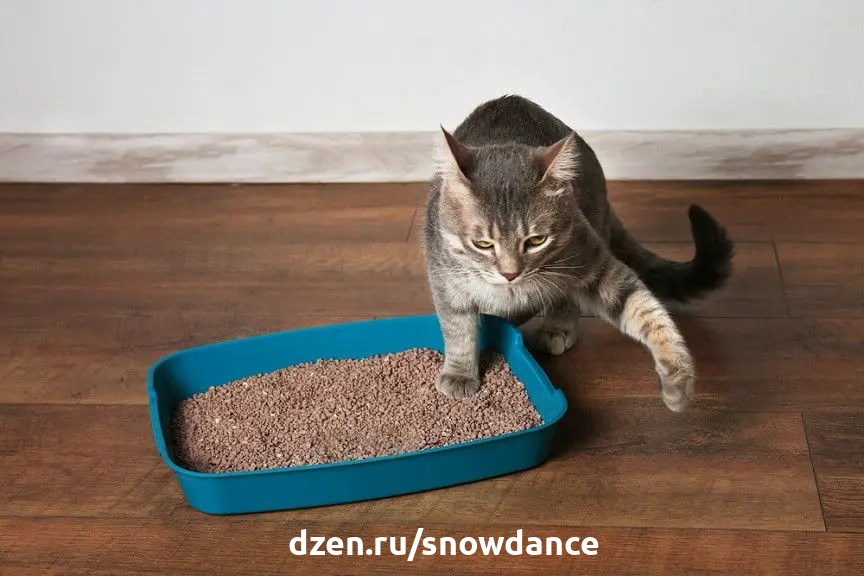 почему котенок ест свои экскременты | Дзен