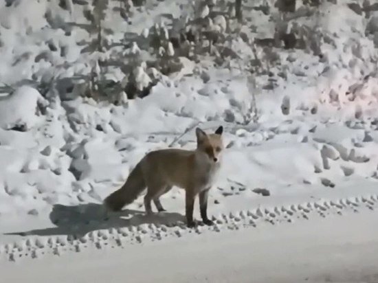     Фото: Скриншот видео из группы ВК "Жесть Улан-Удэ"