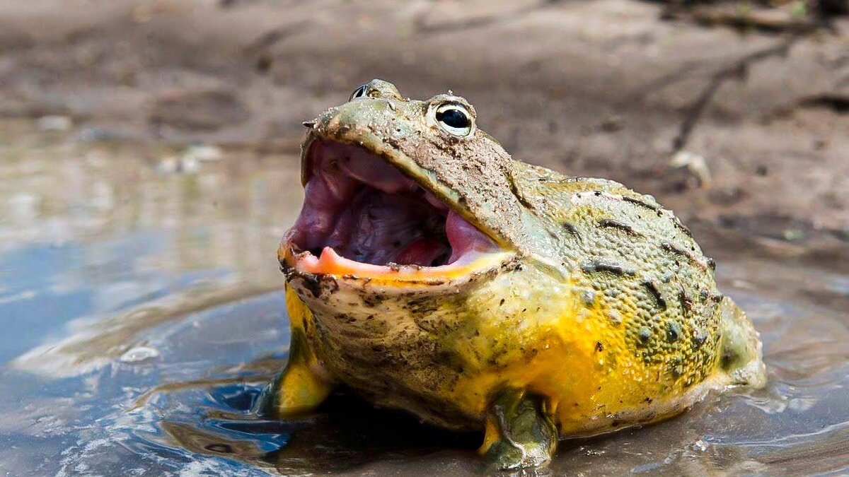 Жаба водонос