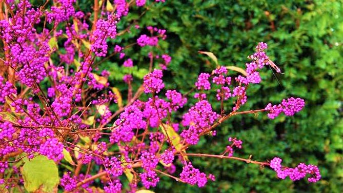 Эффектный кустарник красивый даже зимой! | GardenLife | Дзен