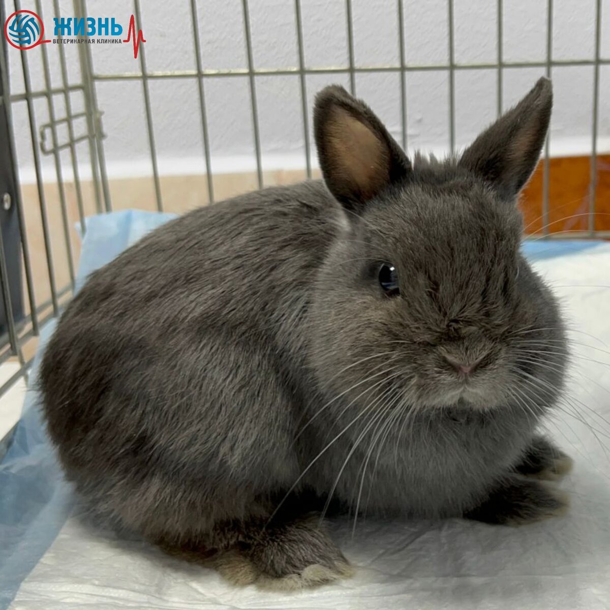 Кролик Туман на кастрации в ветеринарной клинике в Калуге "Жизнь"