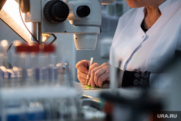    Все зараженные апельсины попадут на прилавок