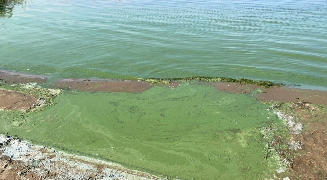 Высокая концентрация цианобактерий может быть опасна для человека