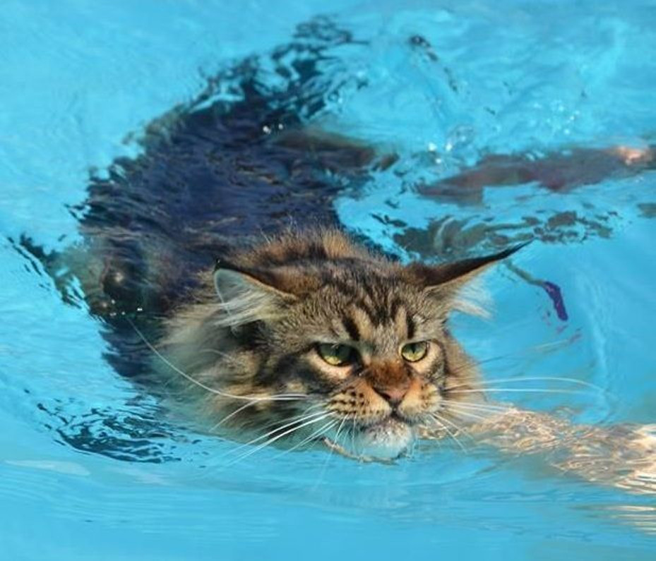 Кошка любил плавать. Мокрый Мейн кун. Котик плавает. Водоплавающий кот. Котик в бассейне.