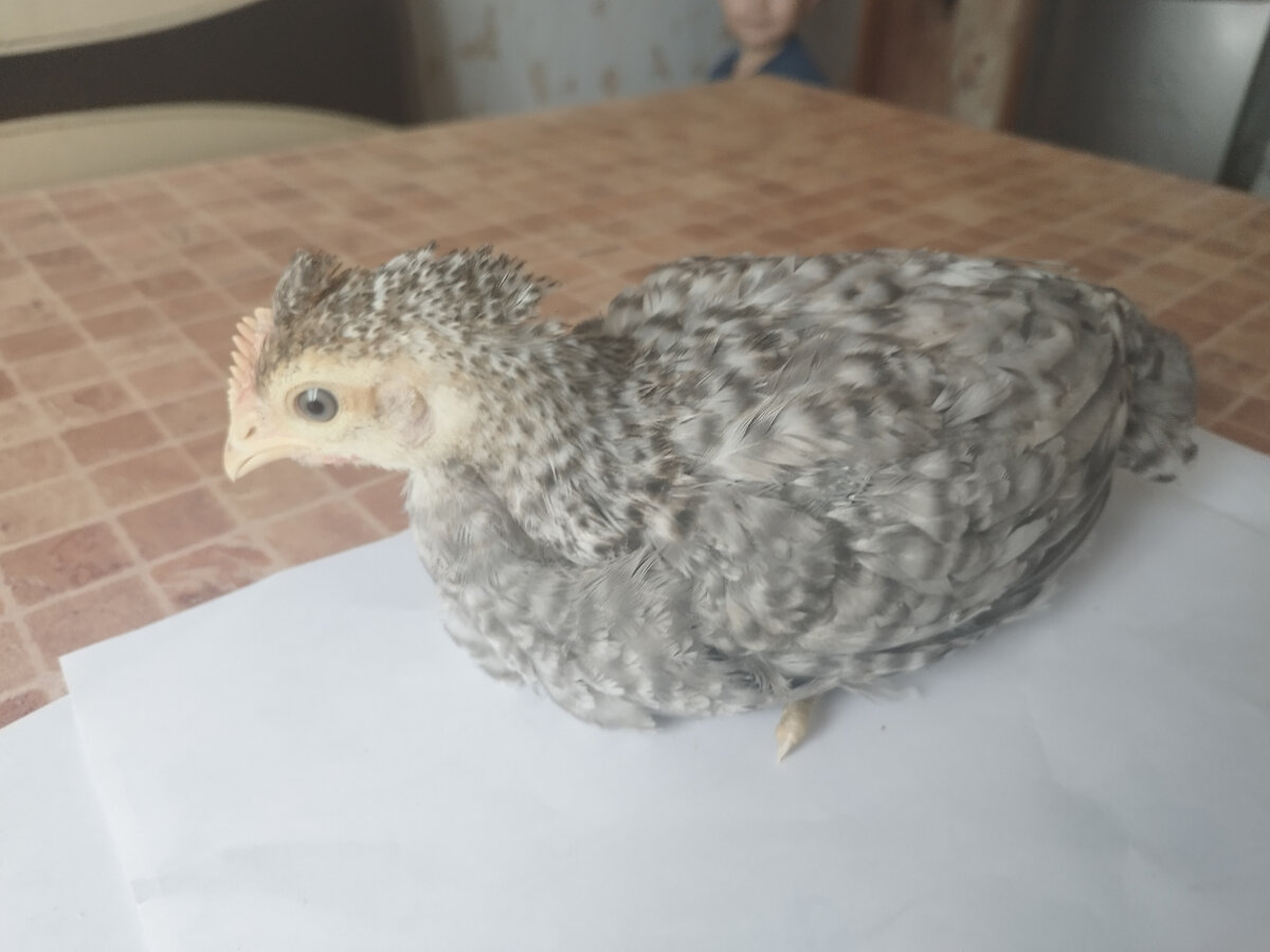 Очень красивая курочка