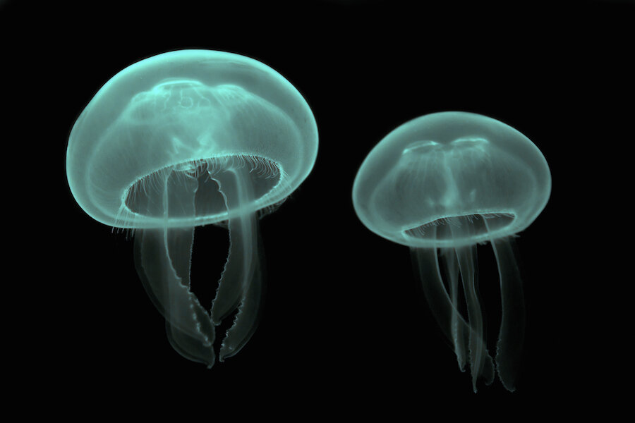 Cnidaria (Стрекающие)