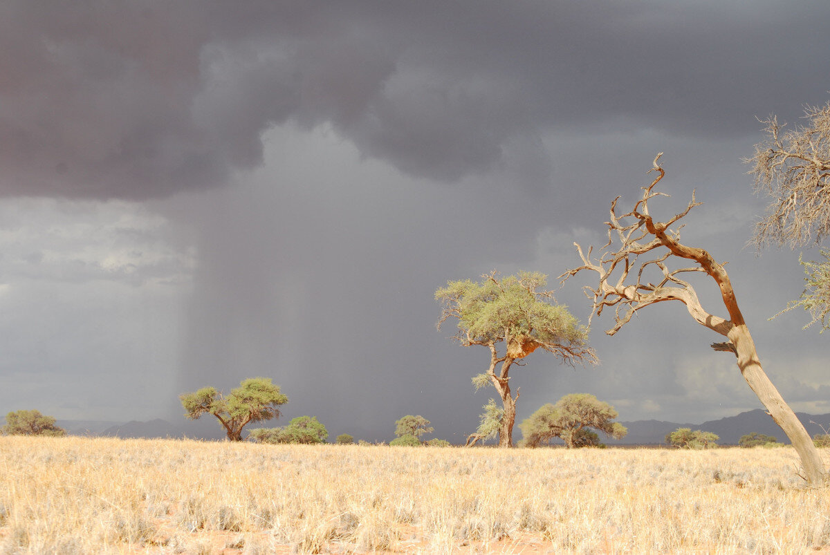 В африке много осадков. Климат саванны в Африке. Дождь в саванне. Засуха в саванне. Гроза в Африке.