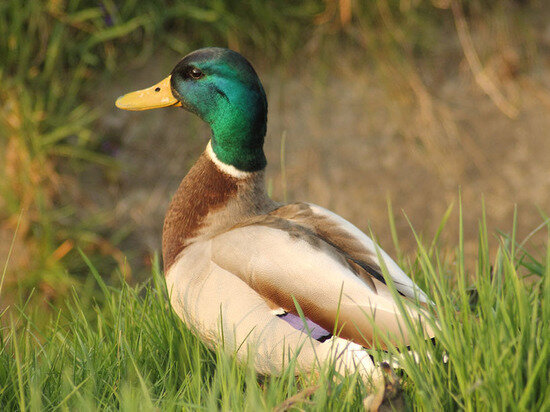     ФОТО: МИНПРИРОДЫ СК.