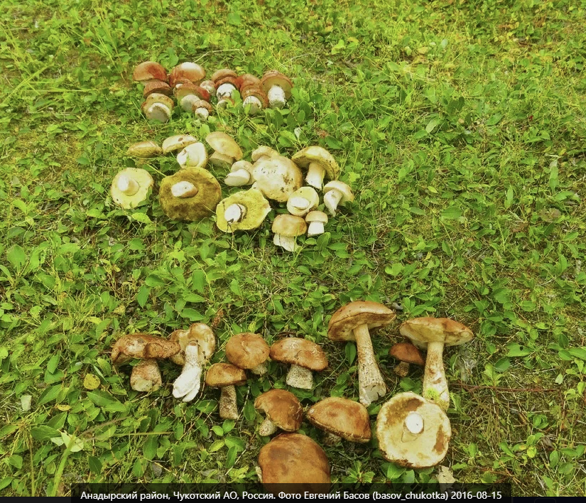 Августовские грибы. Грибы в подмосковье. Грибы в августе в подмосковье какие растут. Грибы в августе. Грибы в подмосковье сейчас.