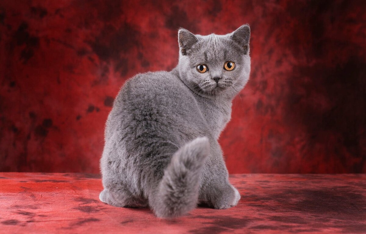 Усыновление британской короткошерстной.