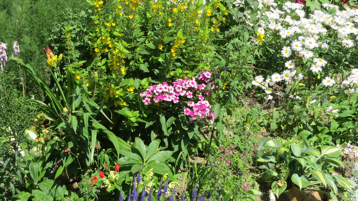 22.07.2022. Флокс метельчатый "Хозяйка медной горы".
