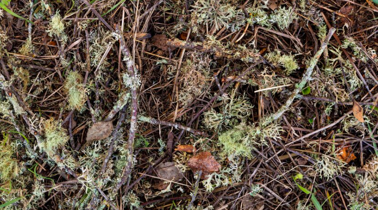 Увядшая трава и дёрн- так можно фигурально представить себе нездоровый эндометрий, пораженный эндометриозом. Фото из открытых источников. 