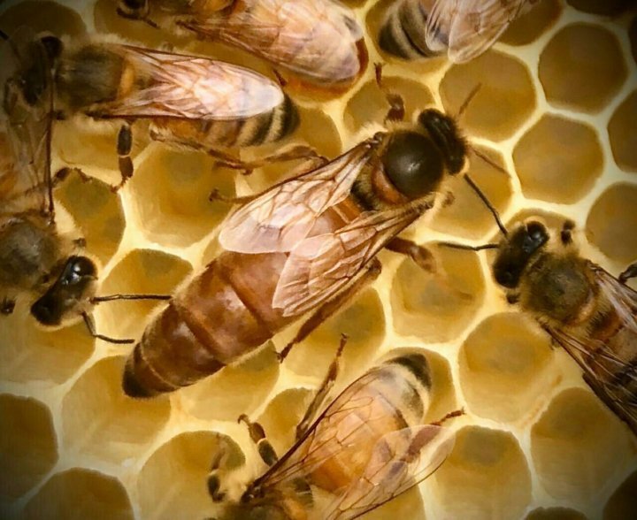 Матка пчелы фото крупным планом