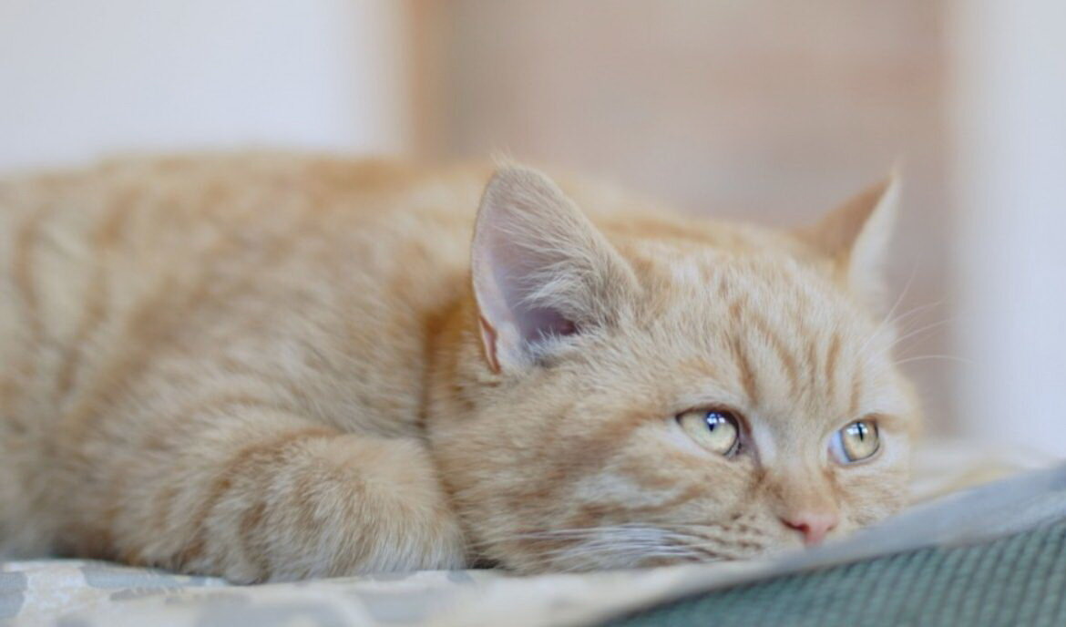 Фото из Интернета.