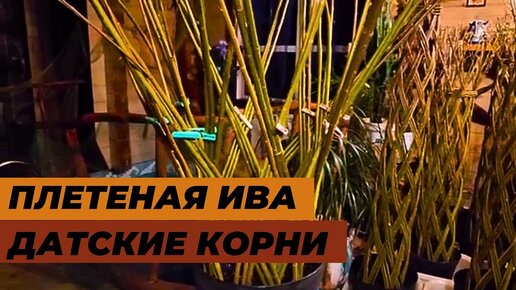 Плетем живое дерево, или «Датские корни» из дикой ивы | Газета «Рабочий путь»