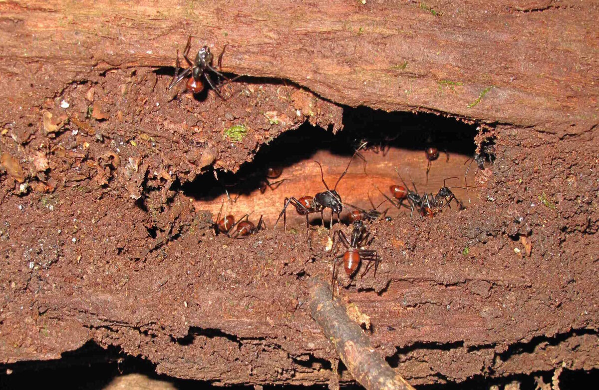 Вы обнаружили тайное укрытие огромных муравьёв! Награда: впечатления на всю жизнь.