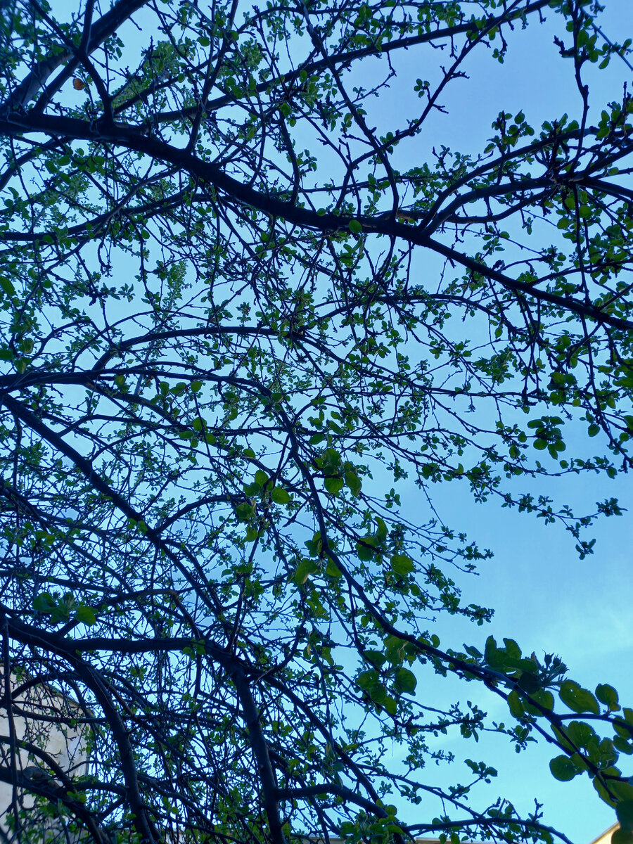 Яблоня в апреле.