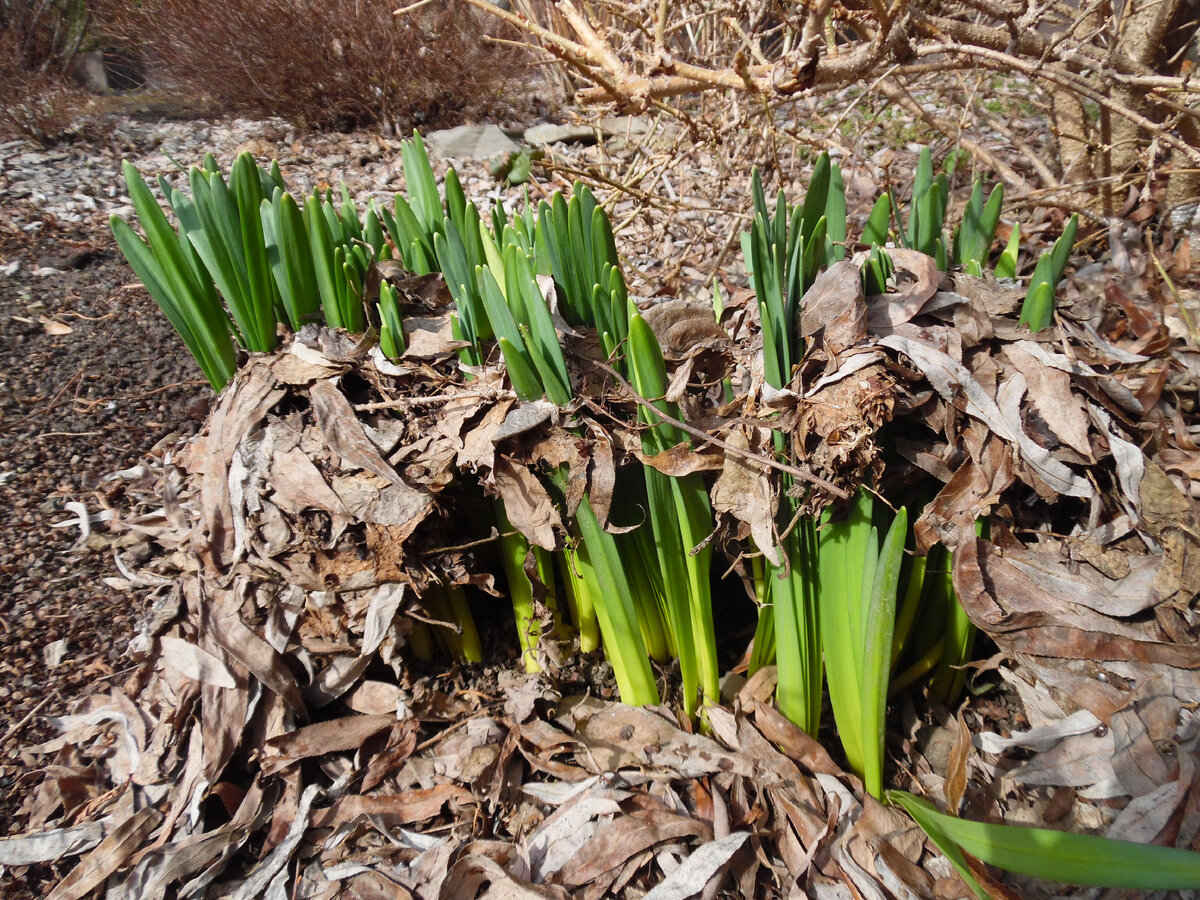 Нарциссы сбрасывают "одеяльце".
