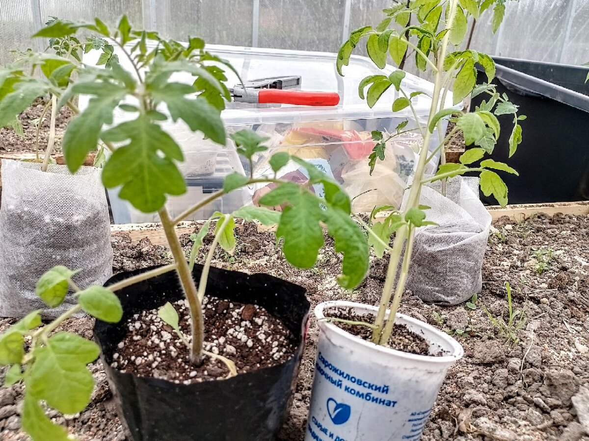 Слева моя, справа соседская (фото конец апреля), оба сорта индетерминантные