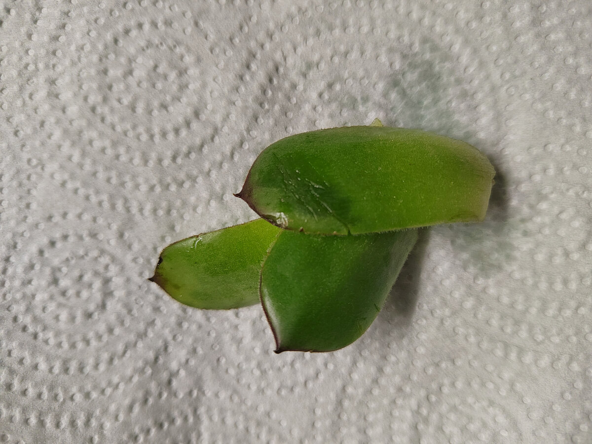 Листочки молодила кровельного 