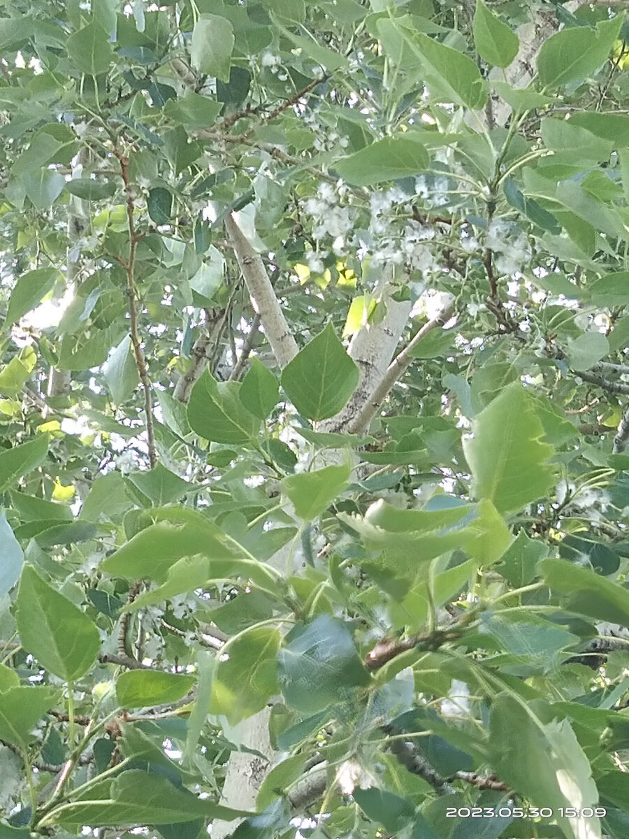 Тополь, пух