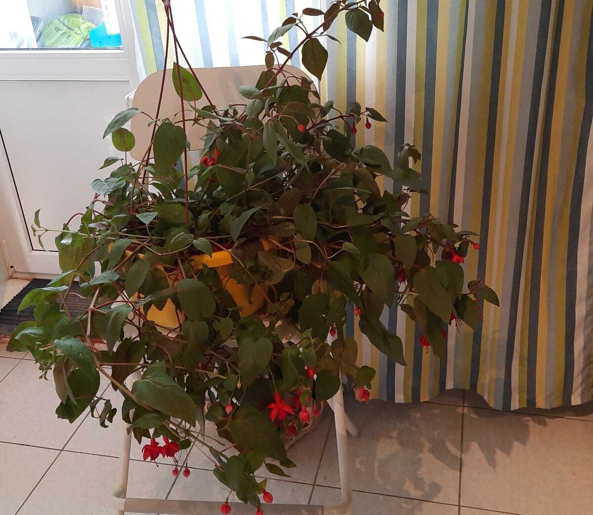 Это фуксия стоит на высоком барном стуле - вот и представьте ее размер.