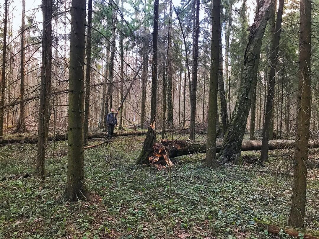 Пироговский парк г.Мытищи
