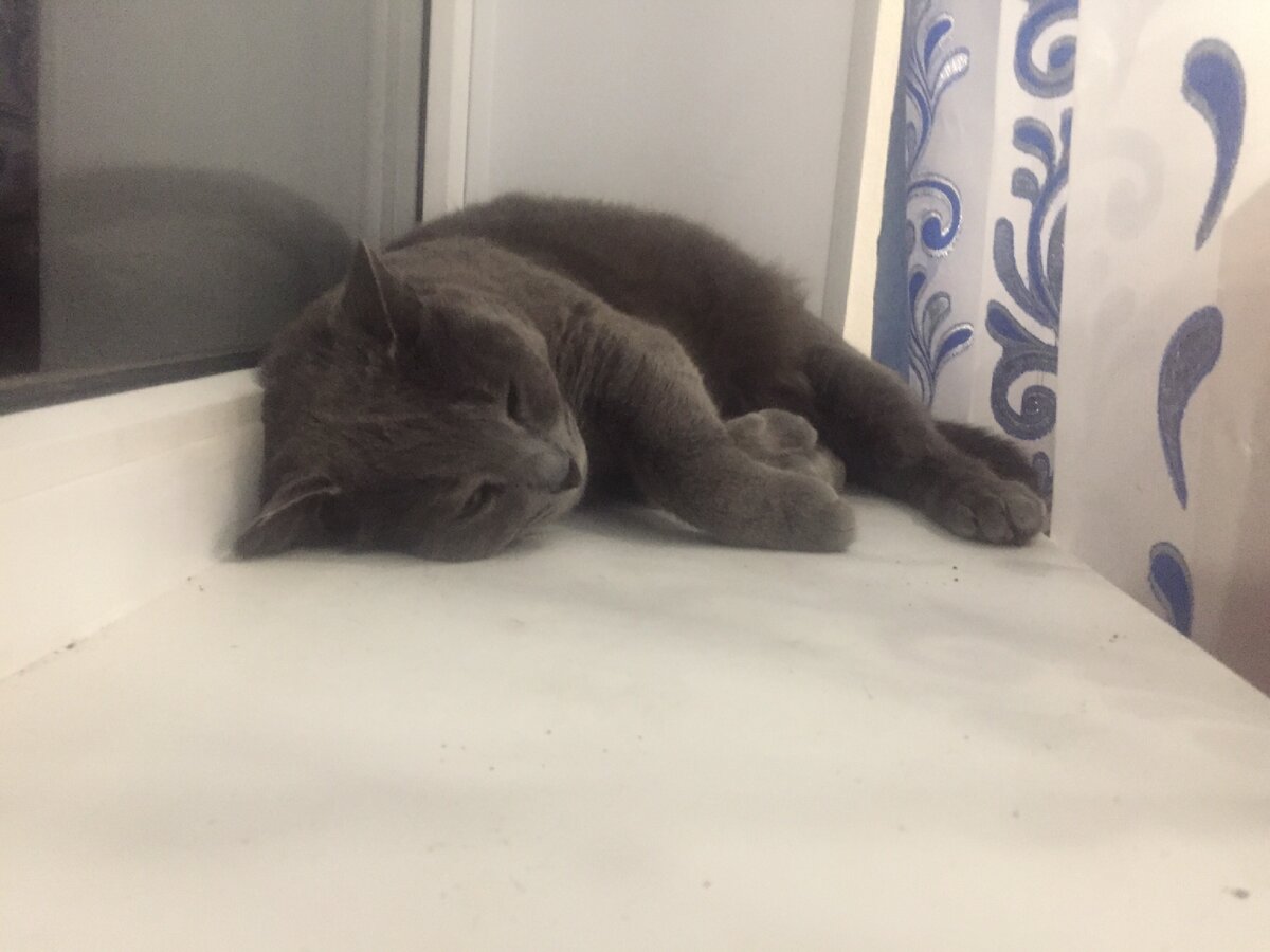 Он же Кокос