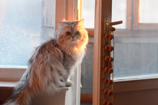 - Я ж говорю, хозяин, НЕ ХОЧУ! Сам иди. Ну да, орал, а теперь передумал. (Изображение сделано с использованием фото с сайта flickr.com)