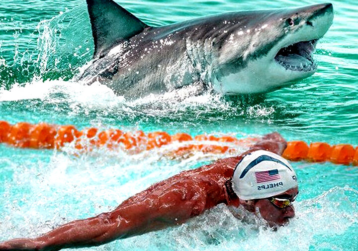                                                                     Заплыв с хищником