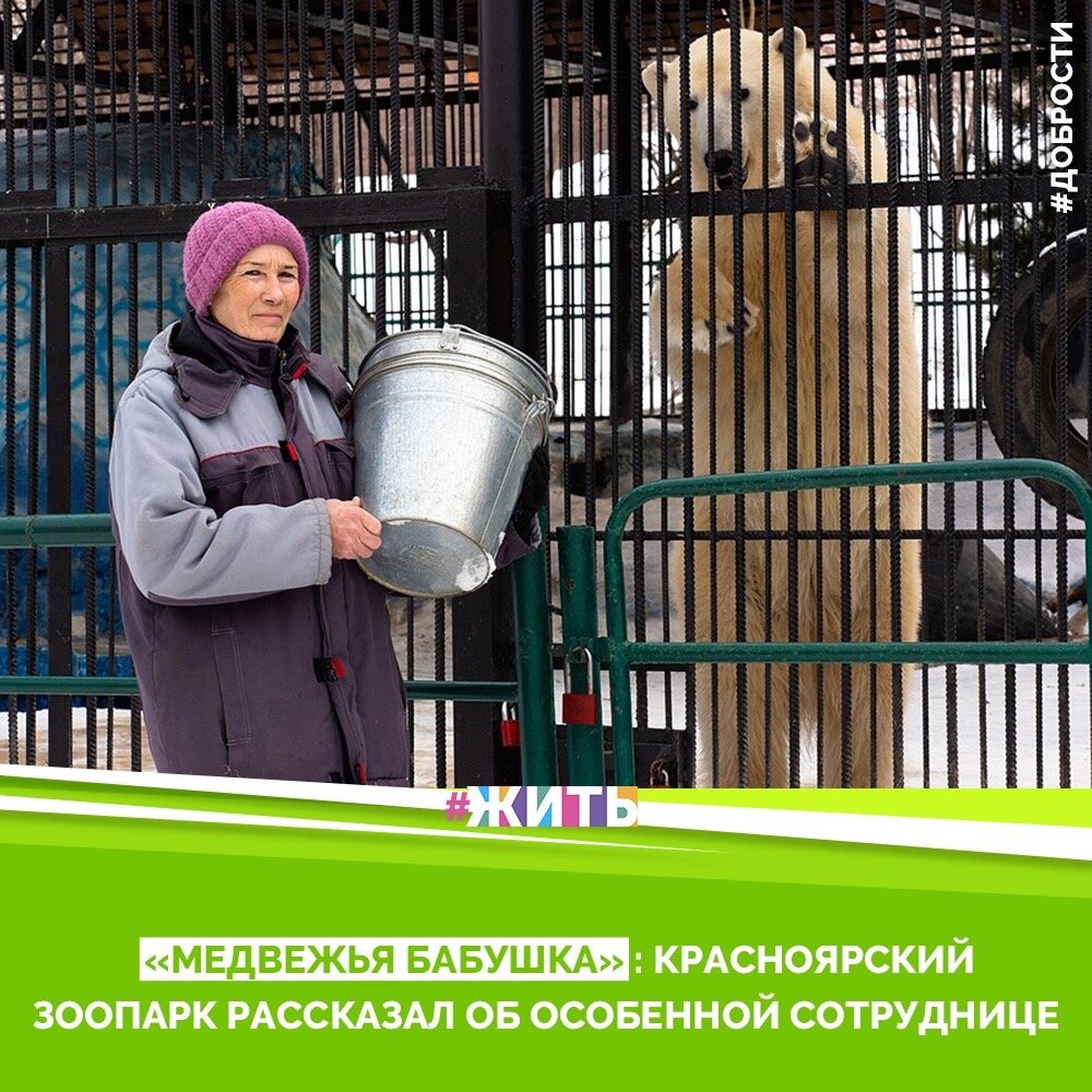 Рубрика "Добрости" ❤️😁

«МЕДВЕЖЬЯ БАБУШКА»: КРАСНОЯРСКИЙ ЗООПАРК РАССКАЗАЛ ОБ ОСОБЕННОЙ СОТРУДНИЦЕ

В честь скорого 20-летия «Роева ручья» парк флоры и фауны решил рассказать об одной своей сотруднице. Галина Петровна Павлусь работает в зоопарке с 2001 года и всё это время занимается медведями. Пост об этой женщине опубликовали в группе «Роева ручья» в социальной сети «ВКонтакте».

Настоящая драгоценность любого зоопарка — это, конечно, сотрудники, ухаживающие за животными. Это специалисты, которых не готовит ни один институт, — говорится в посте.

Галина Петровна занимается кормлением медведей, уборкой вольеров и даже их воспитанием. Женщина рассказывает, что до «Роева ручья» не занималась медведями. Но после открытия зоопарка к ним начали массово привозить медвежат. Многих она помнит совсем маленькими медвежатами. Например, белый медведь Феликс в тот момент был размером с рукавицу.

Галина Петровна отмечает высокий интеллект и индивидуальность каждого из её подопечных. Женщина считает, что они всё прекрасно понимают.

#жить #проектжить #добрости