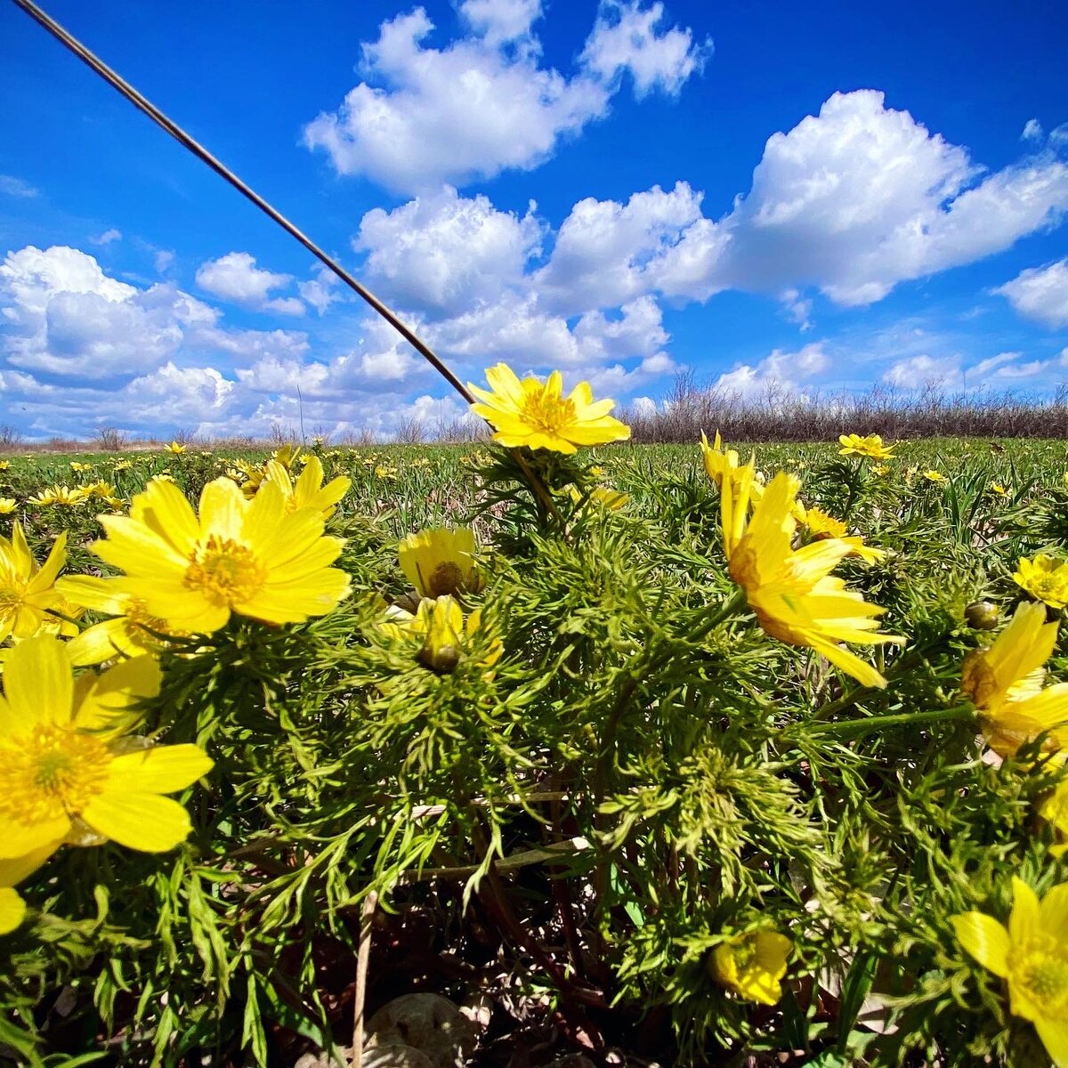 Адонис весенний