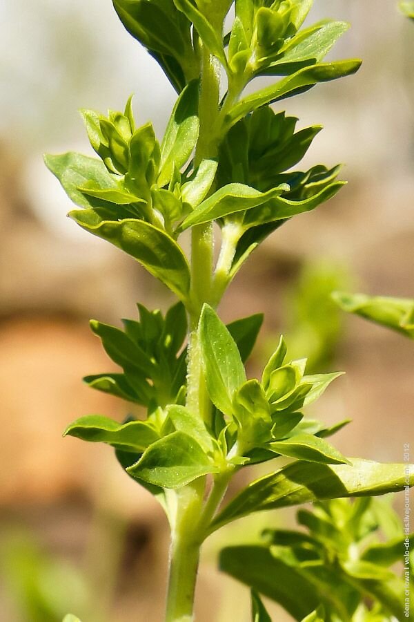 Источник:https://www.pinterest.ru/