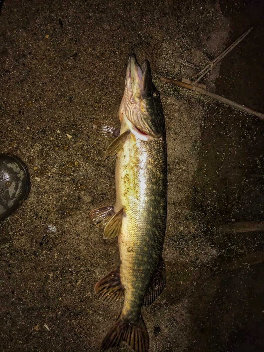 Прошлогодний береговой трофей