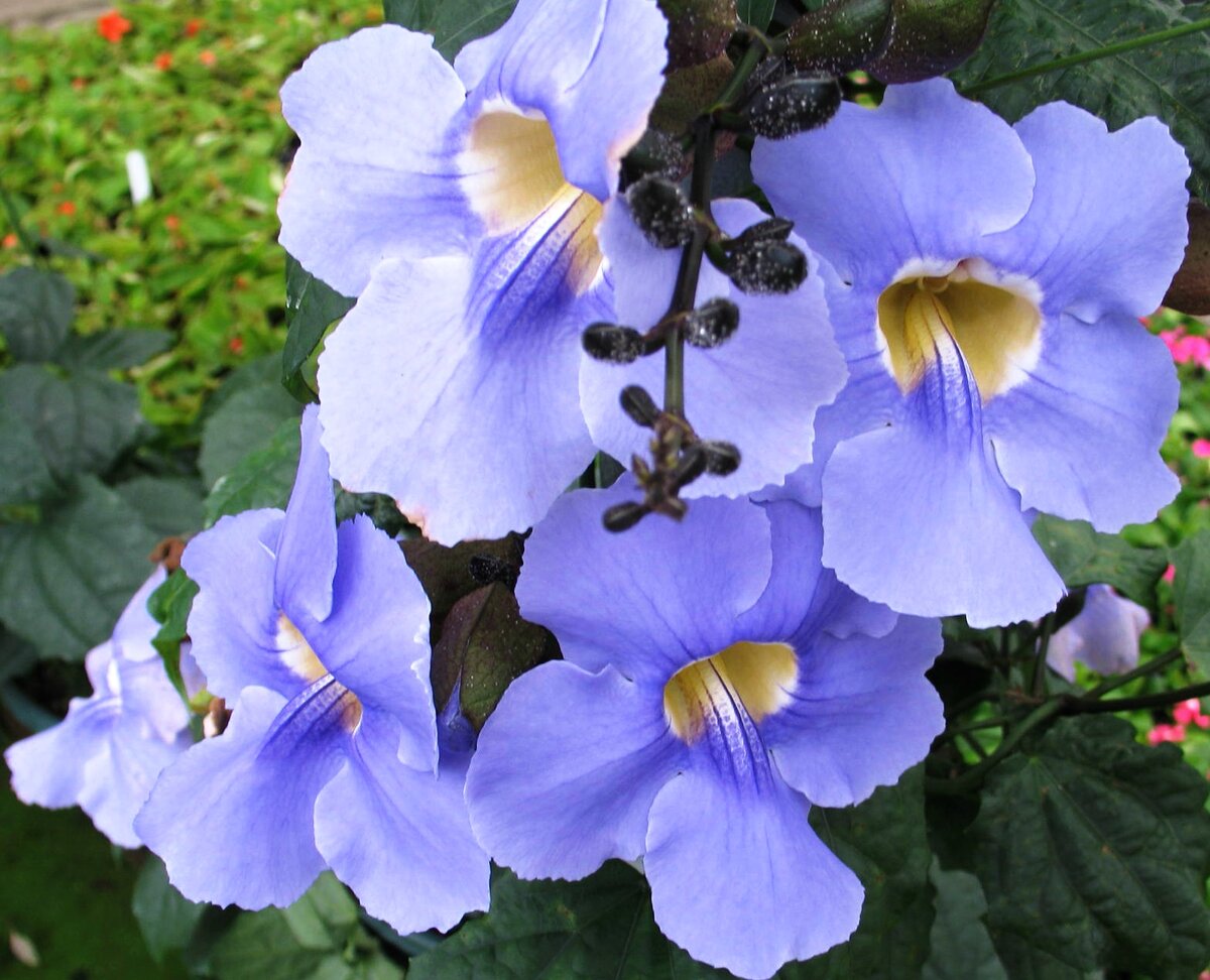 Тунбергия майсурская Thunbergia mysorensis