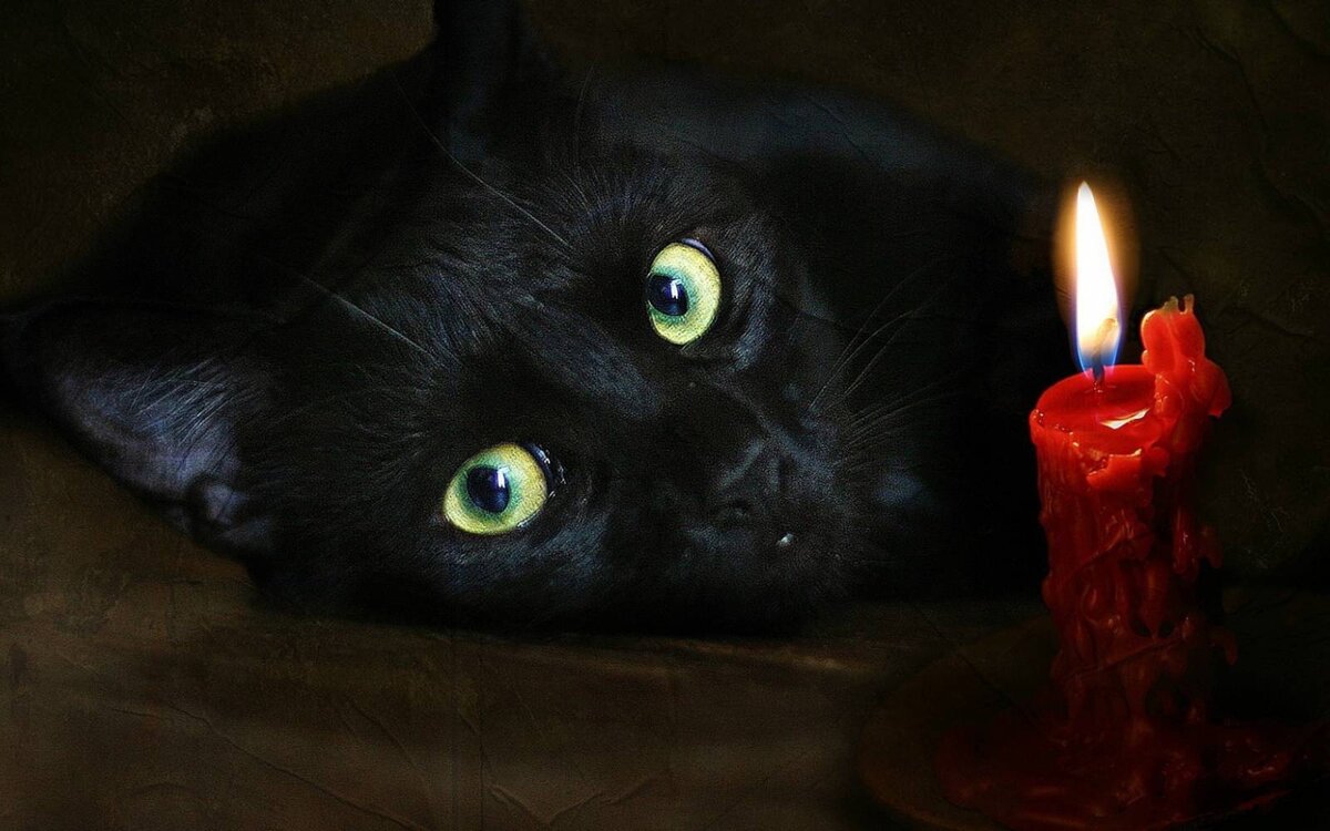 кошки могут общаться с домовыми (фото яндекс.картинки)