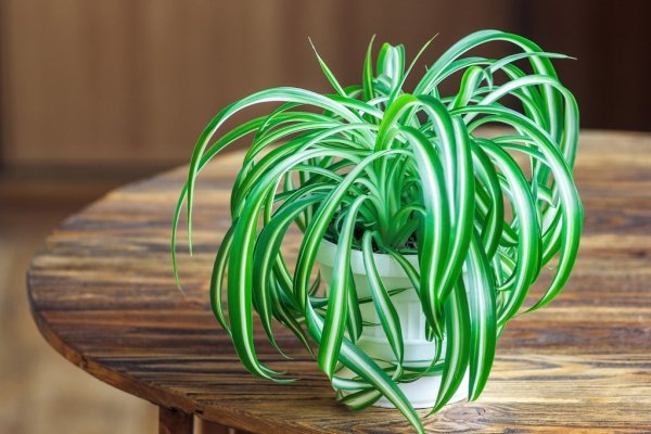 https://st2.depositphotos.com/7043674/10491/i/950/depositphotos_104919430-stock-photo-chlorophytum-in-white-flowerpot-on.jpg