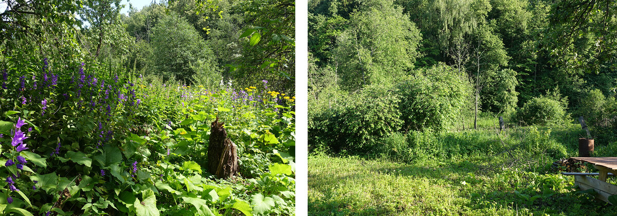 Слева - лето 2017 года, справа - лето 2019 года