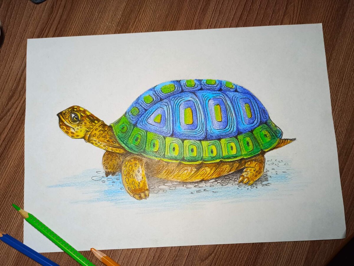 Как нарисовать черепаху. Пошаговый урок в картинках. | Рисуем вместе | Дзен