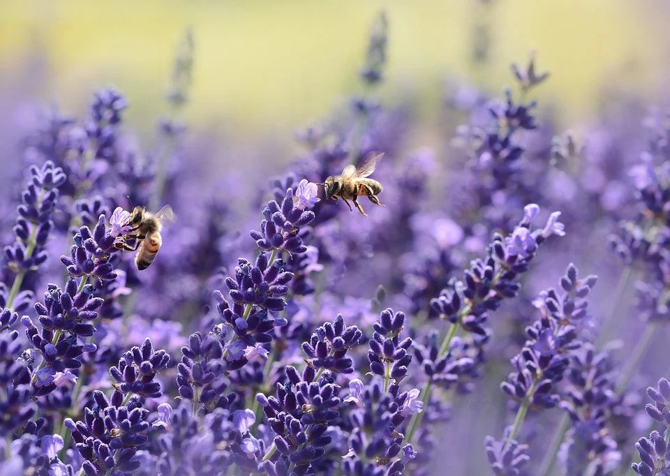 https://pixabay.com/photos/lavender-bee-summer-purple-garden-1537694/