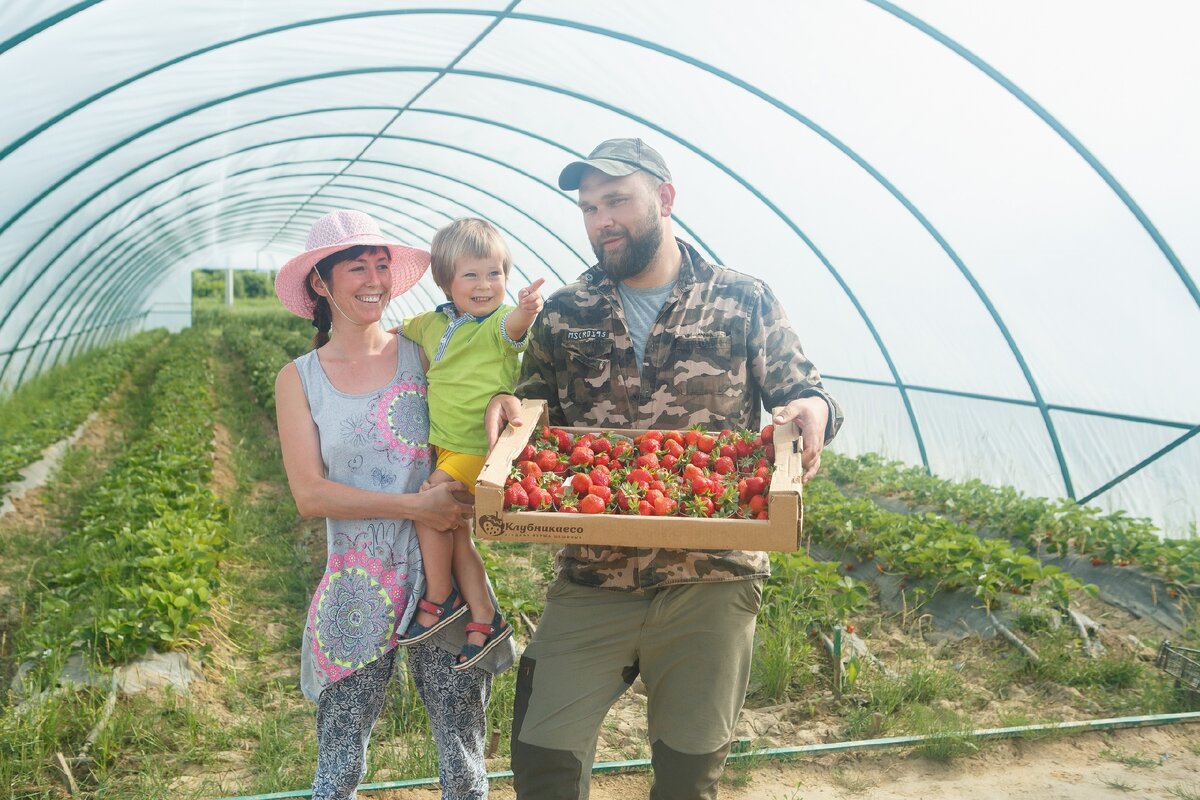 В таких теплицах на естественном грунте выращивают раннюю клубнику