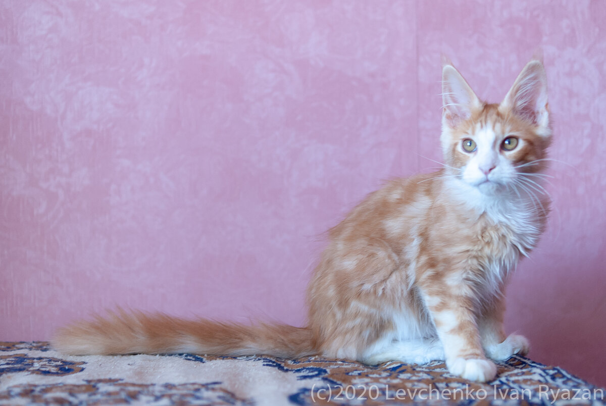 рыжий котенок Мейн кун, питомник ERASHCAT Рязань