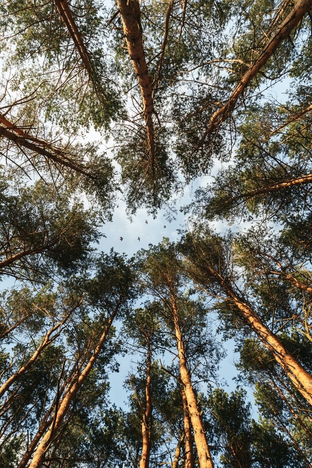 Photo by Nikita Pishchugin on Unsplash